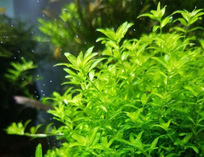 Хемиантус Микрантемоидес Hemianthus micranthemoides (меристемное растение)